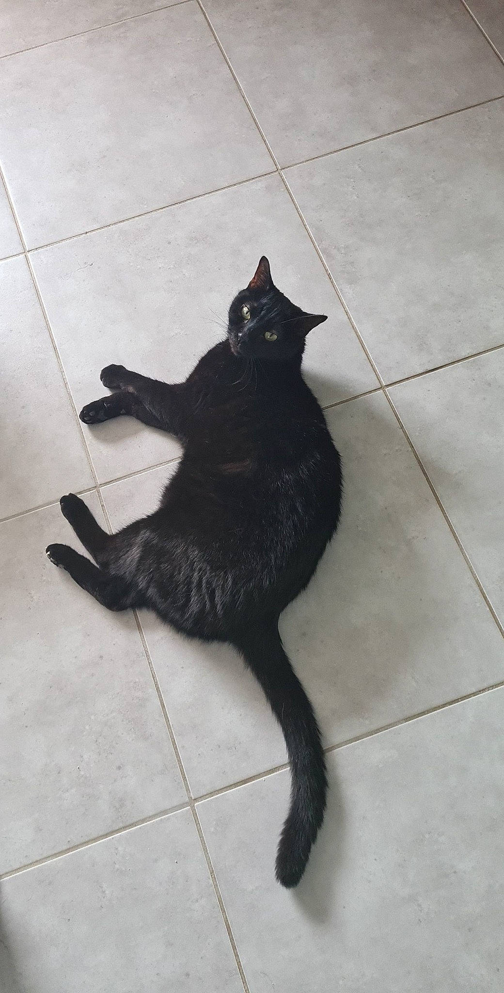 Coca a rejoint le concours — aidez-le/la à gagner de superbes lots ! black_cat, bombay, canidae, carnivore, cat, claw, domestic_short_haired_cat, felidae, flooring, foot, fur, human_leg, paw, shadow, small_to_medium_sized_cats, snout, tail, terrestrial_animal, tile_flooring, whiskers