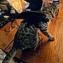 Blobbie Lemew joined the competition — help win amazing prizes! cat, tabby_cat, bat_wings, costume, wooden_table, indoor, pet, animal, feline, curious, household_items, cluttered_background, brown, black, striped, domestic_cat, table_surface, sitting, closeup, playful