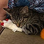 animal, cat, close_up, comfortable, couch, cozy, cute, domestic_cat, fur, indoor, nap, patterned_fabric, pet, plush_toy, relaxing, resting, sleeping, soft_toy, tabby, whiskers