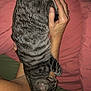 Blobbie Lemew is registered to the contest to win money with this photo: cat, tabby, striped, pet, sleeping, resting, arm, hand, human, bed, blanket, comfort, indoor, cozy, feline, fur, animal, domestic, relaxation, closeup