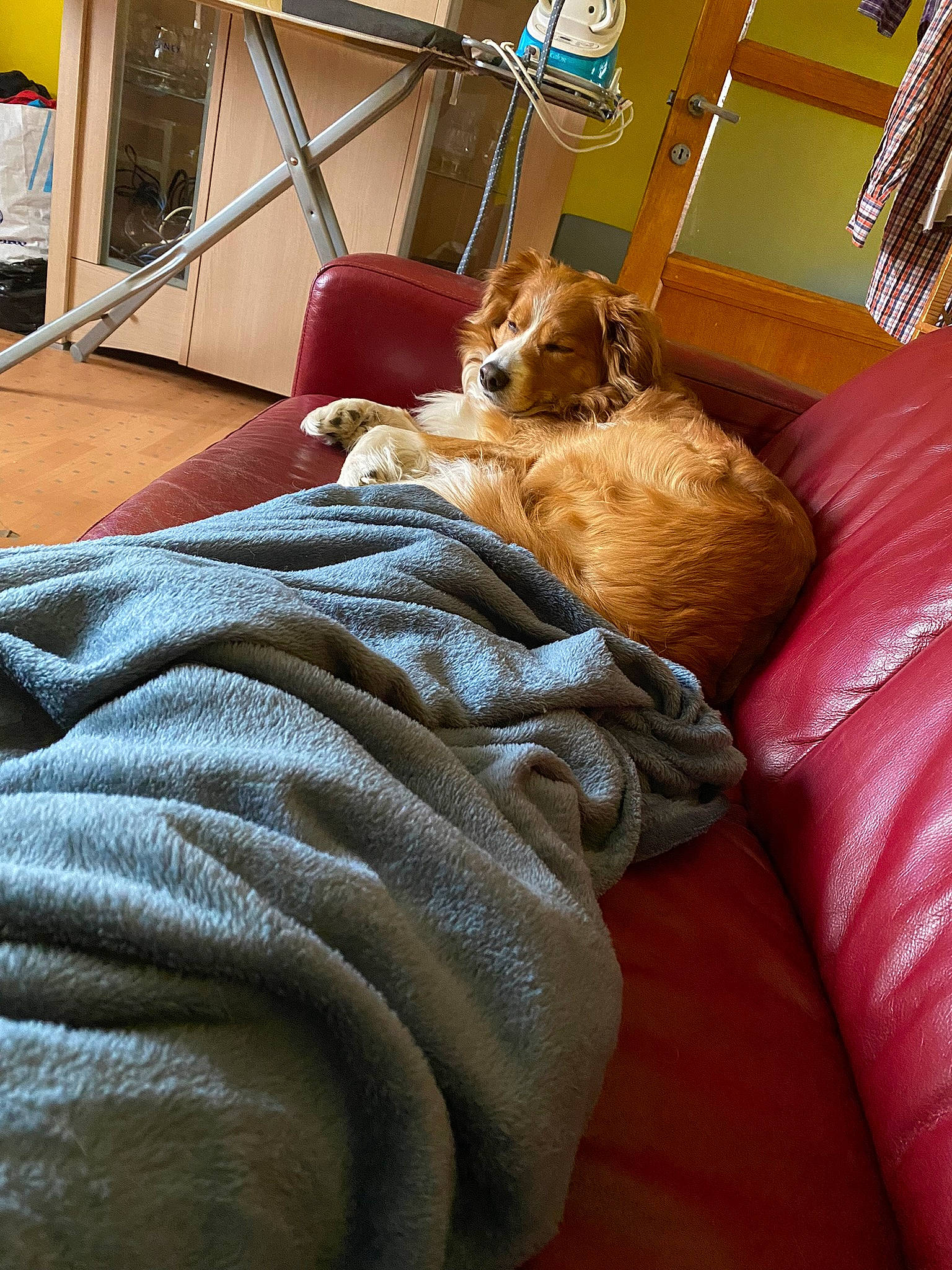 Benji participe au concours pour gagner de l'argent avec cette photo : bedding, bedroom, brown, carnivore, chair, comfort, companion_dog, dog_breed, fawn, felidae, floor, flooring, fur, hardwood, linens, room, small_to_medium_sized_cats, toy, whiskers, wood