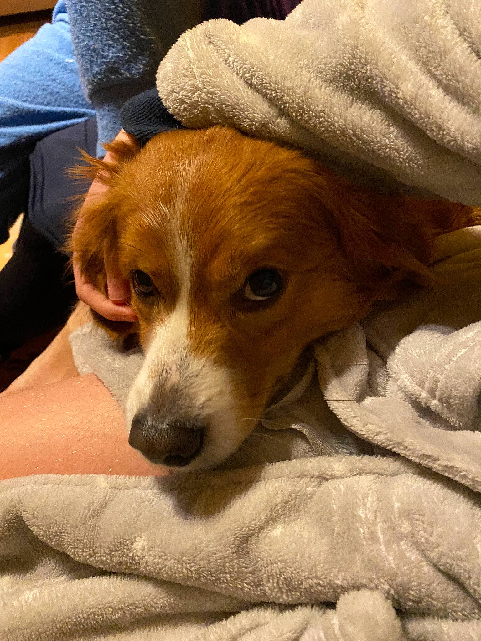 Benji participe au concours pour gagner de l'argent avec cette photo : canidae, carnivore, comfort, companion_dog, corgi_chihuahua, dog, dog_breed, fawn, fur, irishjacks, puppy, snout, soft_drink, sporting_group, terrestrial_animal, terrier, whiskers, working_animal