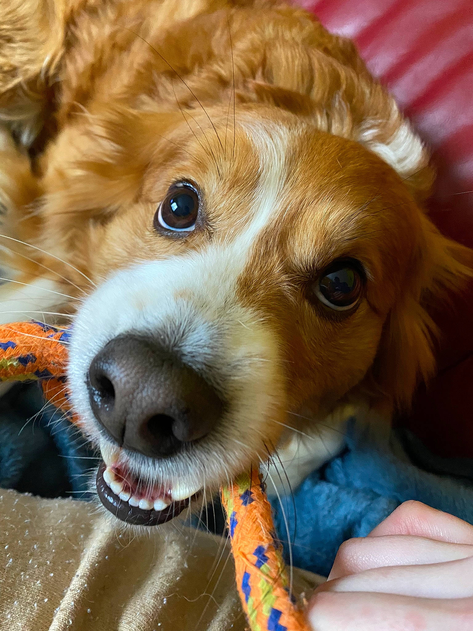 Benji participe au concours pour gagner de l'argent avec cette photo : carnivore, collar, companion_dog, corgi_chihuahua, dog, dog_breed, dog_collar, ear, fawn, fur, liver, puppy_love, snout, soft_drink, sporting_group, terrier, toy, toy_dog, whiskers, working_animal