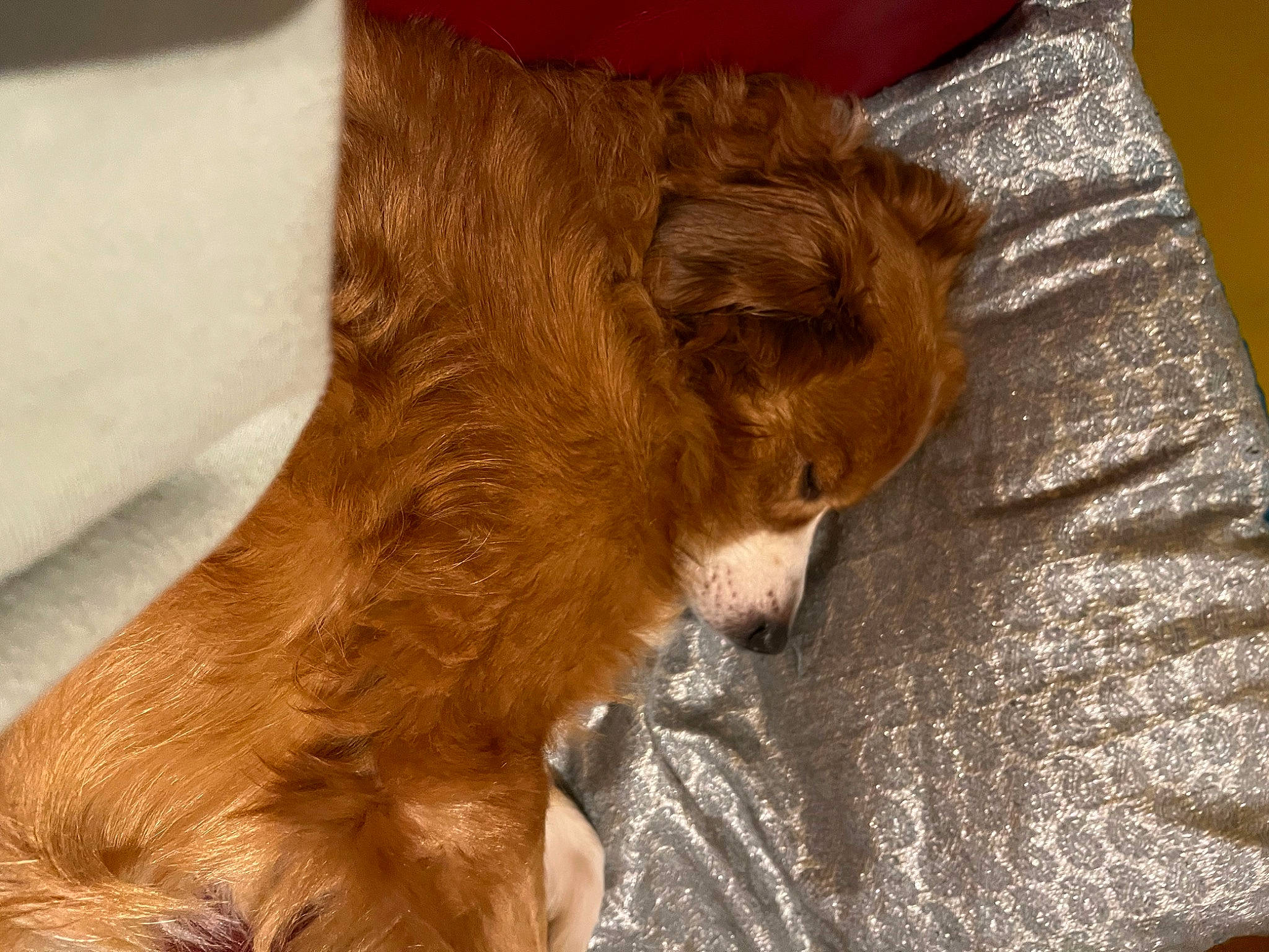 Benji a rejoint le concours — aidez-le/la à gagner de superbes lots ! canidae, carnivore, claw, comfort, companion_dog, dog, dog_breed, fawn, felidae, fur, liver, paw, small_to_medium_sized_cats, snout, sporting_group, tail, terrestrial_animal, whiskers, wood, working_animal