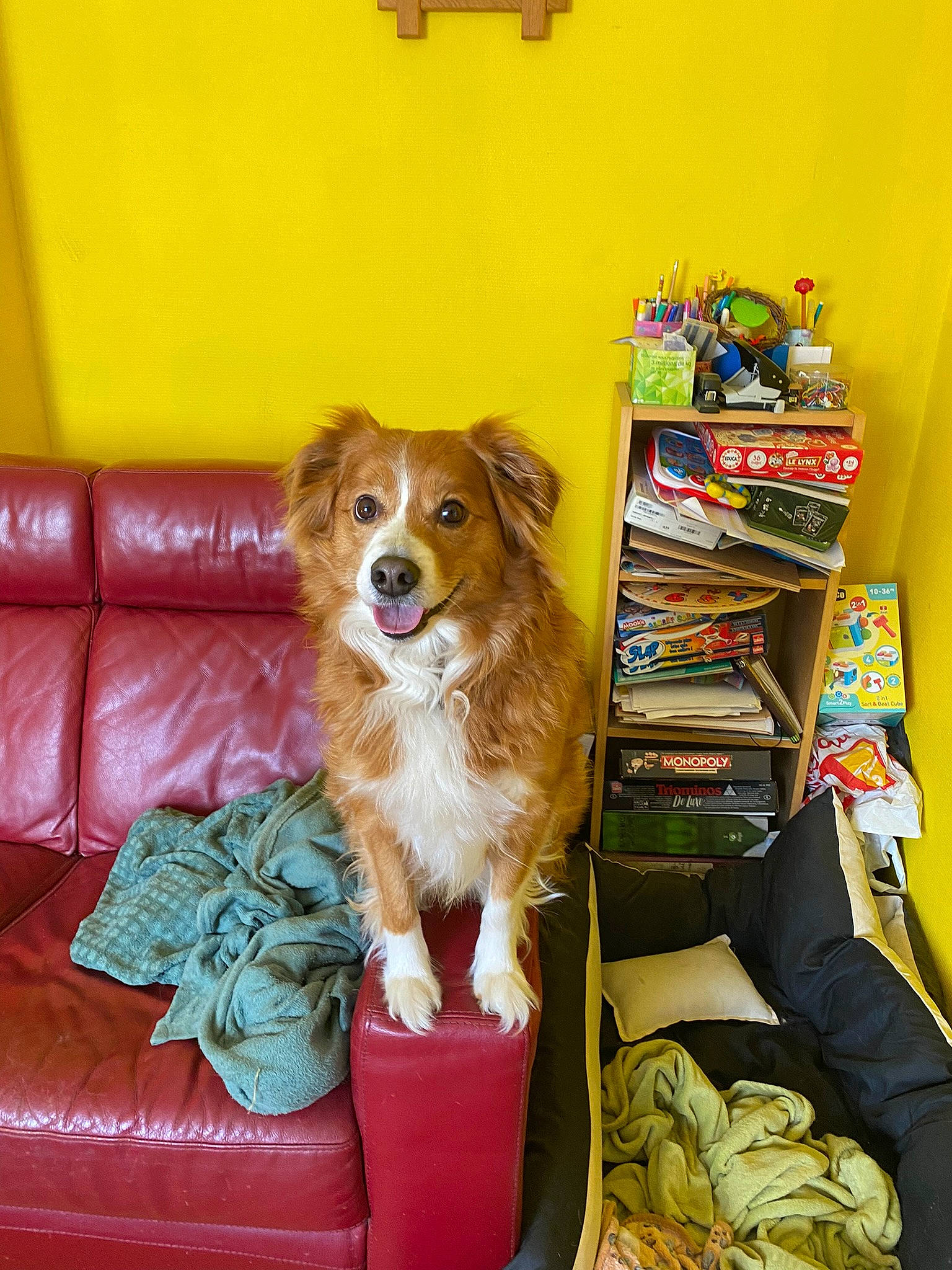 Benji a rejoint le concours — aidez-le/la à gagner de superbes lots ! bookcase, canidae, carnivore, chair, companion_dog, couch, dog, dog_breed, dog_supply, fawn, liver, pet_supply, picture_frame, publication, room, shelf, sporting_group, toy, toy_dog, working_animal