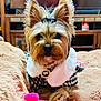 Daisy joined the competition — help win amazing prizes! dog, yorkshire_terrier, small_dog, pet, fur, long_ears, bow, collar, pendant, blanket, plush_toy, pink_toy, cozy, indoor, living_room, tv, furniture, close_up, portrait, adorable