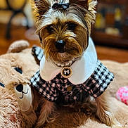 Daisy is registered to the contest to win money with this photo: dog, small_dog, yorkshire_terrier, pet, portrait, close_up, fur, ears, bow, pearl_necklace, houndstooth_coat, outfit, toy, plush_bear, blanket, bed, indoor, living_room, cute, fashionable
