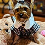 dog, small_dog, yorkshire_terrier, pet, portrait, close_up, fur, ears, bow, pearl_necklace, houndstooth_coat, outfit, toy, plush_bear, blanket, bed, indoor, living_room, cute, fashionable