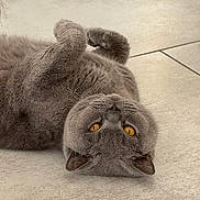 Léo a rejoint le concours — aidez-le/la à gagner de superbes lots ! cat, gray_cat, pet, animal, feline, lying_down, floor, tile_floor, cute, amber_eyes, whiskers, domestic_cat, fur, paws, relaxed, indoor, close_up, playful, resting, adorable