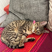 Isis participe au concours pour gagner de l'argent avec cette photo : abyssinian, animal, architecture, blanket, building, cat, chair, couch, cushion, furniture, homedecor, indoors, kitten, livingroom, manx, person, pet, pillow, room, sleeping