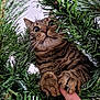 Mițu a rejoint le concours — aidez-le/la à gagner de superbes lots ! animal, cat, christmas_tree, closeup, curious, cute, feline, finger, fur, greenery, holiday, indoor, nature, paws, pet, playful, tabby, tree_branches, whiskers, wide_eyes