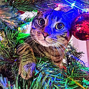 Mițu participe au concours pour gagner de l'argent avec cette photo : animal, cat, christmas_ornament, christmas_tree, close_up, colorful, curious, cute, decorations, feline, festive, greenery, holiday, holiday_lights, indoor, paw, pet, playful, tabby_cat, whiskers