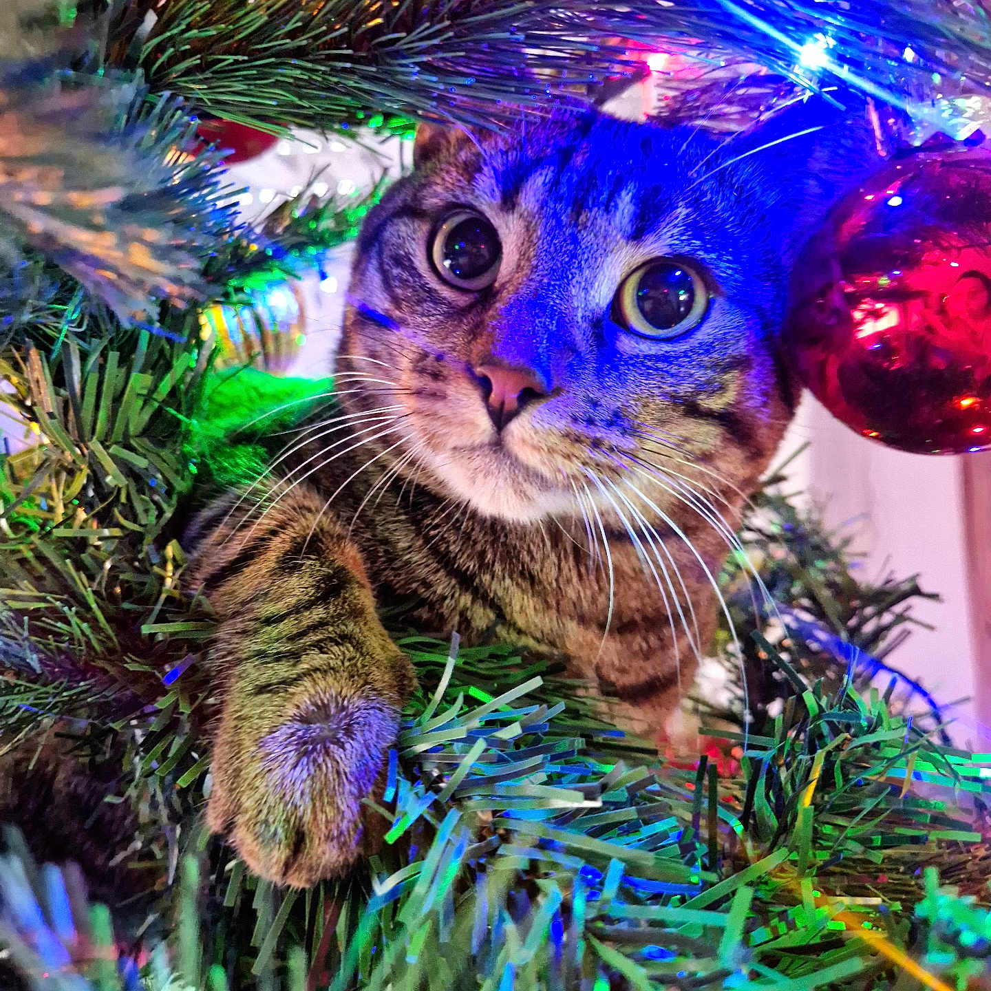 Mițu participe au concours pour gagner de l'argent avec cette photo : animal, cat, christmas_ornament, christmas_tree, close_up, colorful, curious, cute, decorations, feline, festive, greenery, holiday, holiday_lights, indoor, paw, pet, playful, tabby_cat, whiskers
