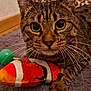animal, brown_stripes, cat, closeup, clownfish, curious, cute, domestic, feline, household, indoor, paw, pet, playful, plush_toy, relaxed, soft_rug, tabby, toy, whiskers