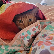 Neptune is registered to the contest to win money with this photo: animal, bed, blanket, cat, comfort, cozy, curious, cute, ears, fur, indoor, orange_tabby, patterned_blanket, peeking, pet, quilt, resting, soft, warm, whiskers