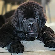 Venom a rejoint le concours — aidez-le/la à gagner de superbes lots ! dog, black_dog, newfoundland, lying_down, floor, tile_floor, fluffy, large_paws, pet, animal, indoors, close_up, cute, furry, resting, canine, portrait, laying, domestic_animal, mammal