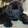 dog, black_dog, newfoundland, lying_down, floor, tile_floor, fluffy, large_paws, pet, animal, indoors, close_up, cute, furry, resting, canine, portrait, laying, domestic_animal, mammal