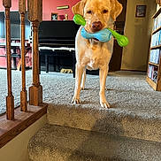 Bently is registered to the contest to win money with this photo: dog, labrador, toy, bone_toy, carpet, stairs, living_room, piano, bookshelf, picture_frame, wooden_railing, pet, indoor, animal, canine, home, furniture, portrait, yellow_dog, playful