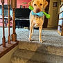 dog, labrador, toy, bone_toy, carpet, stairs, living_room, piano, bookshelf, picture_frame, wooden_railing, pet, indoor, animal, canine, home, furniture, portrait, yellow_dog, playful