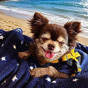 Rihanna participe au concours pour gagner de l'argent avec cette photo : dog, beach, ocean, blanket, sunny, sky, sand, happy, tongue_out, small_dog, smiling, outdoor, water, nature, relaxation, holiday, vacation, leash, fur, blue_sky