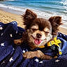 beach, blanket, blue_sky, dog, fur, happy, holiday, leash, nature, ocean, outdoor, relaxation, sand, sky, small_dog, smiling, sunny, tongue_out, vacation, water