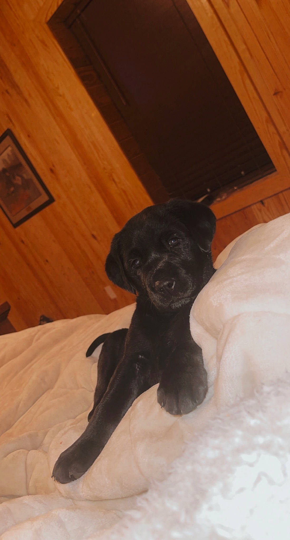 Reba joined the competition — help win amazing prizes! borador, brown, carnivore, comfort, companion_dog, dog, dog_breed, fawn, flooring, fur, guard_dog, hardwood, liver, retriever, snout, sporting_group, tail, wood, wood_stain, working_animal