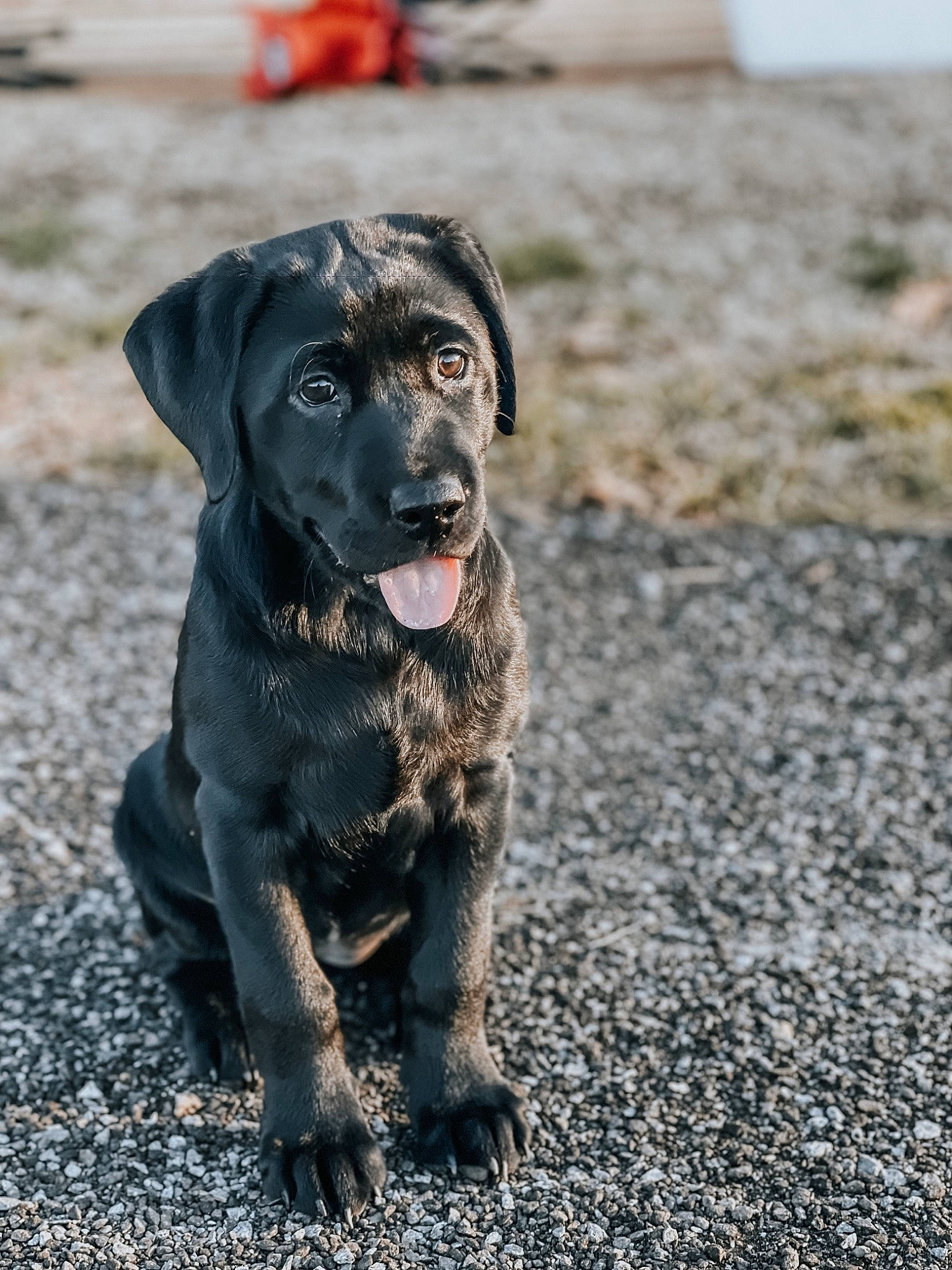 Reba joined the competition — help win amazing prizes! borador, canidae, carnivore, collar, companion_dog, dog, dog_breed, dog_collar, eye, fawn, fur, gun_dog, labrador_retriever, leash, retriever, soil, sporting_group, tail, whiskers, working_animal