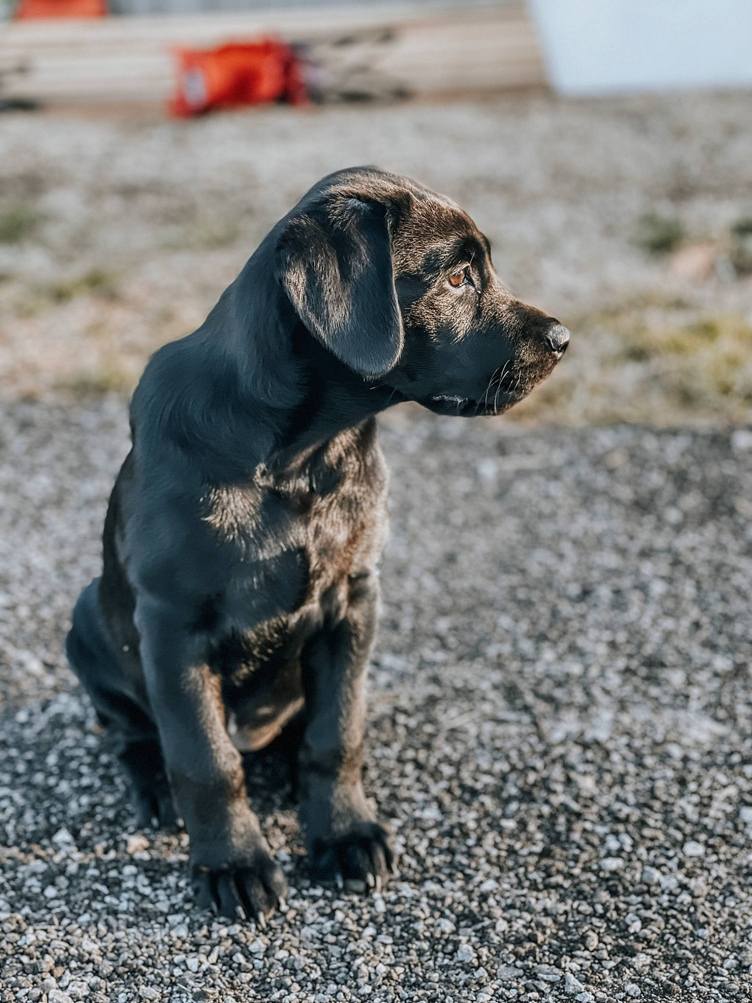 Reba is registered to the contest to win money with this photo: canidae, carnivore, collar, companion_dog, dog, dog_breed, dog_collar, eye, fawn, gun_dog, liver, pet_supply, road_surface, snout, soil, sporting_group, tail, terrestrial_animal, whiskers, working_animal