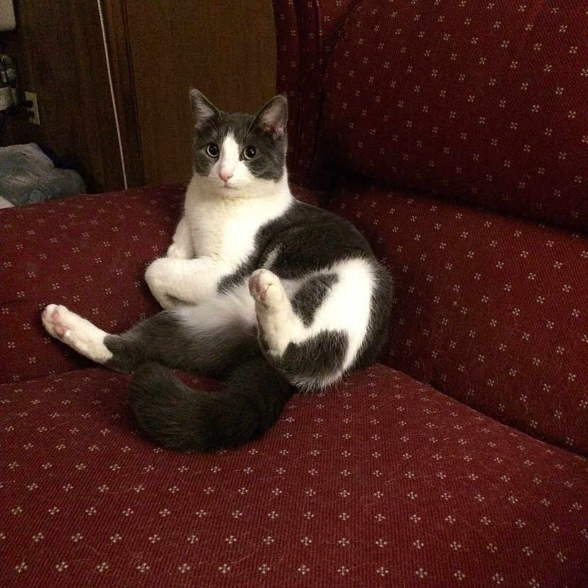 Lucy joined the competition — help win amazing prizes! animal, cat, chair, cozy, cute, ears, feline, fur, furniture, grey_and_white, home, indoor, looking, pet, red_chair, relaxed, sitting, tail, whiskers, wooden_wall