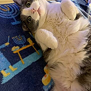 Lucy joined the competition — help win amazing prizes! cat, fluffy, gray_and_white, lying_down, blanket, blue, indoor, cute, pet, wide_eyes, paws, fur, relaxed, cozy, whiskers, close_up, animal, domestic_cat, soft, resting