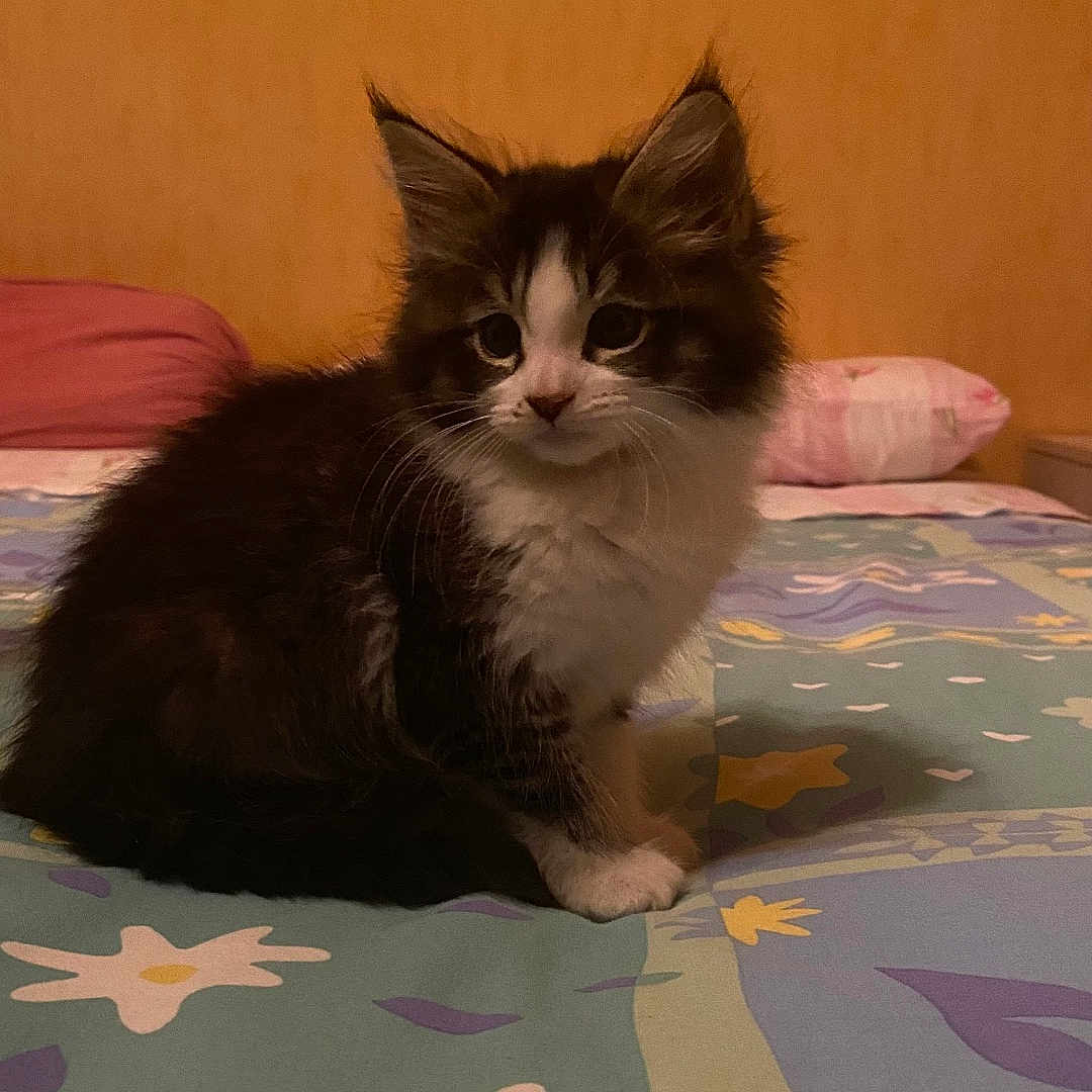 Timon participe au concours pour gagner de l'argent avec cette photo : animal, bed, bedroom, blanket, cat, couch, cushion, face, furniture, head, homedecor, indoors, kitten, manx, person, pet, photography, portrait, quilt, room