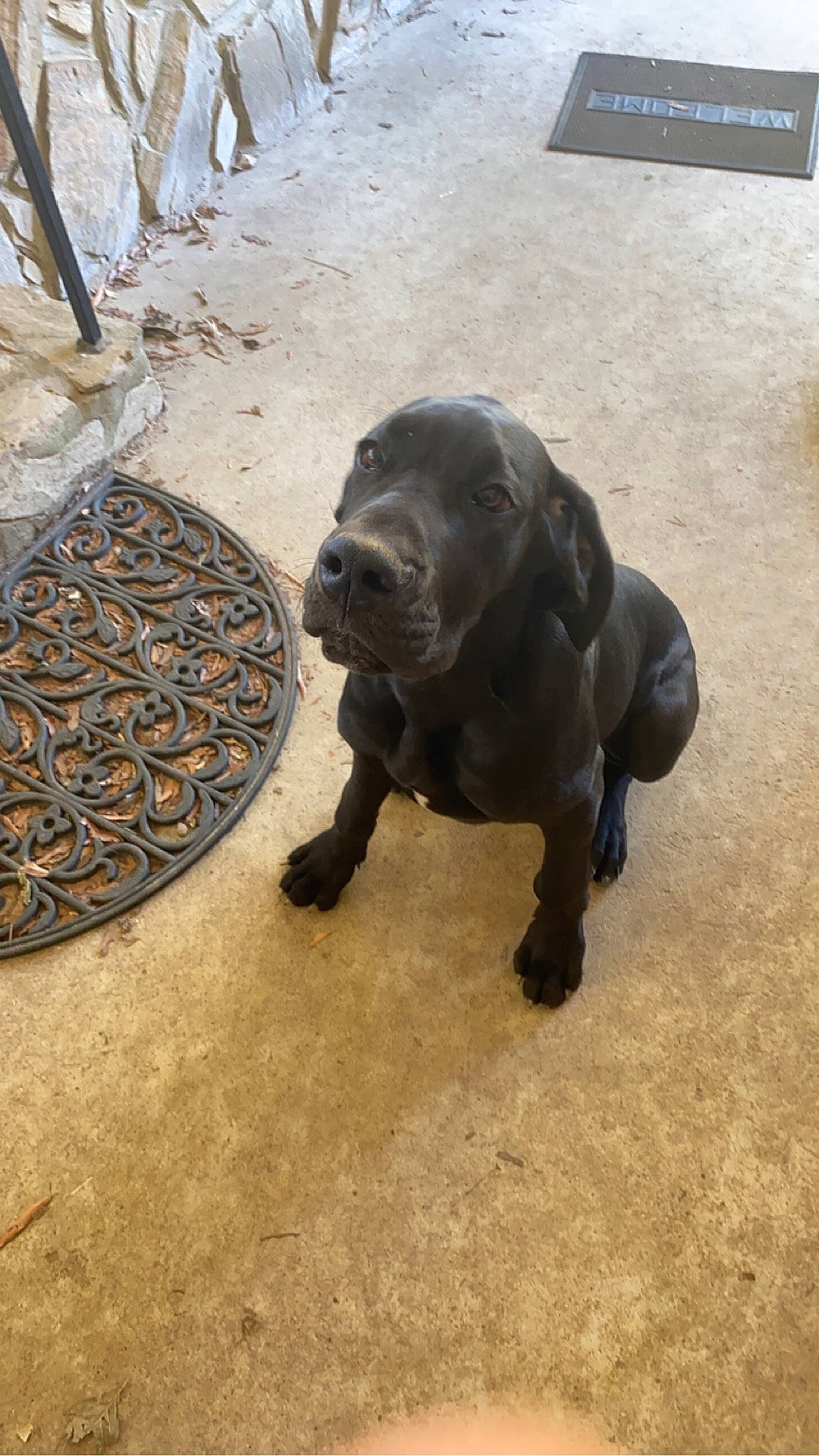 Astro is registered to the contest to win money with this photo: art, automotive_tire, big_cats, canidae, carnivore, companion_dog, dog, dog_breed, fawn, felidae, metal, road_surface, sculpture, sporting_group, statue, tail, terrestrial_animal, wildlife, wood, working_animal