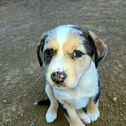 Binky is registered to the contest to win money with this photo: puppy, dog, animal, young, cute, pet, sitting, outdoor, dirt, fur, ears, nose, eyes, portrait, small, mammal, looking_up, adorable, whiskers, canine