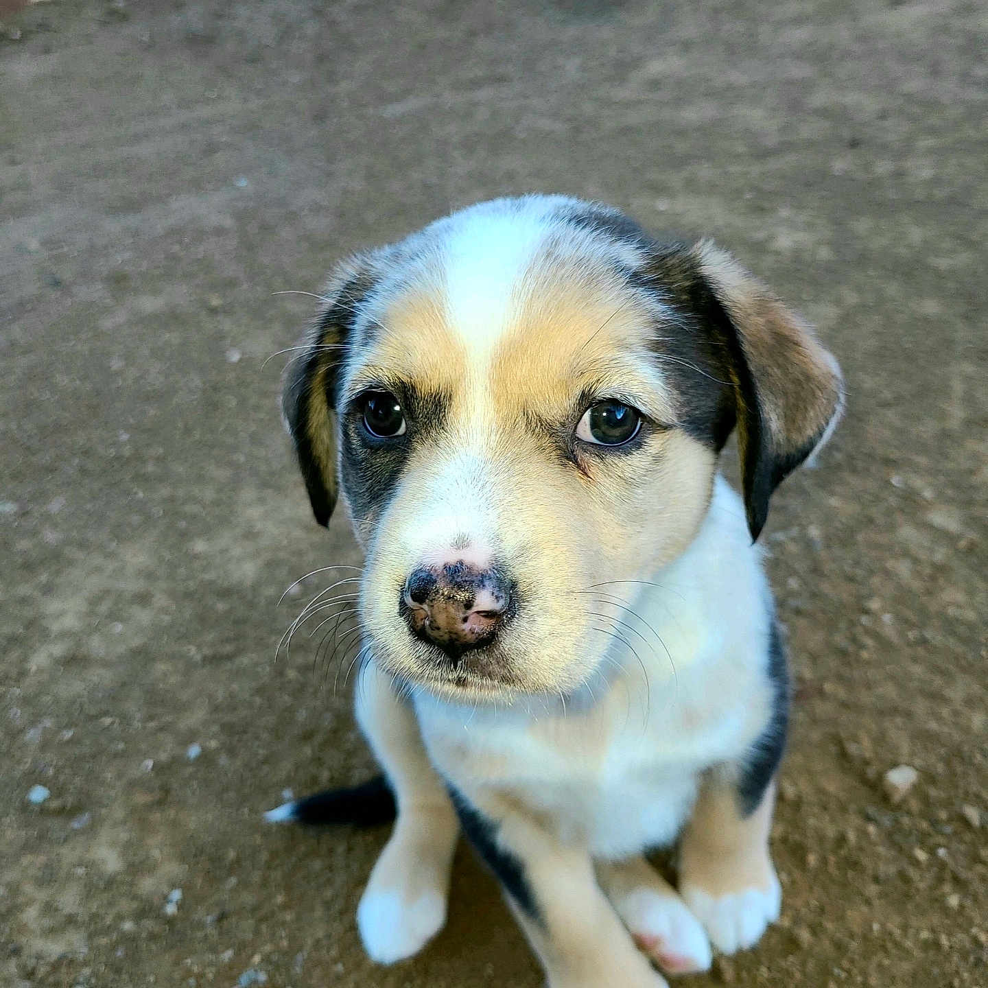 Binky is registered to the contest to win money with this photo: puppy, dog, animal, young, cute, pet, sitting, outdoor, dirt, fur, ears, nose, eyes, portrait, small, mammal, looking_up, adorable, whiskers, canine