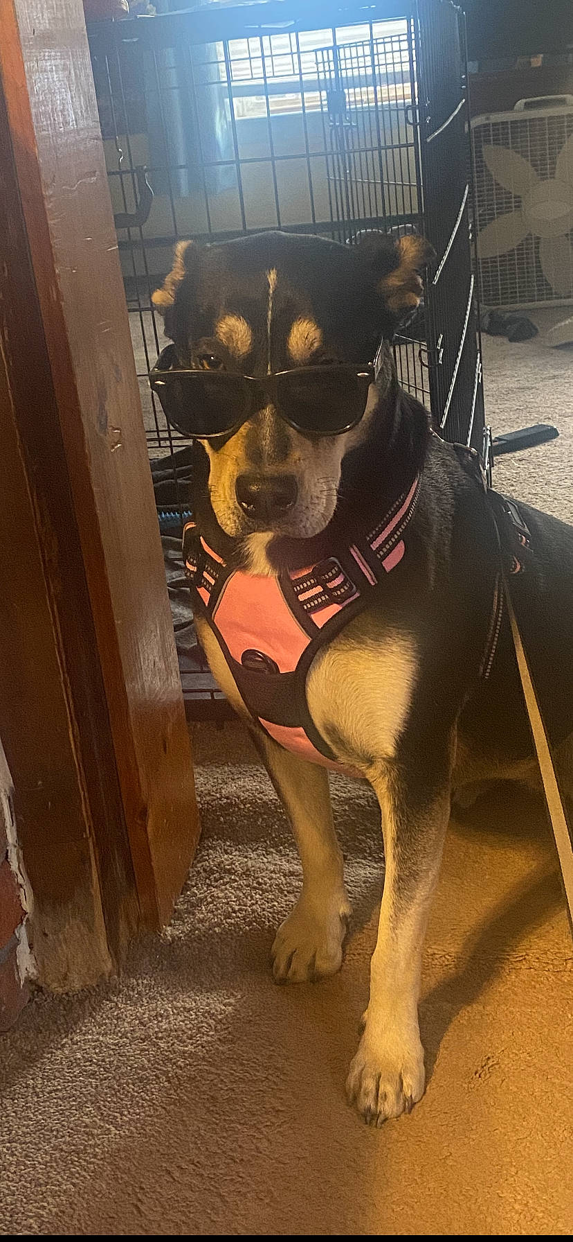 Zelda joined the competition — help win amazing prizes! art, carnivore, collar, companion_dog, dog, dog_breed, dog_collar, dog_supply, fawn, floor, flooring, fur, metal, paw, pet_supply, snout, sporting_group, street_fashion, toy_dog, working_animal