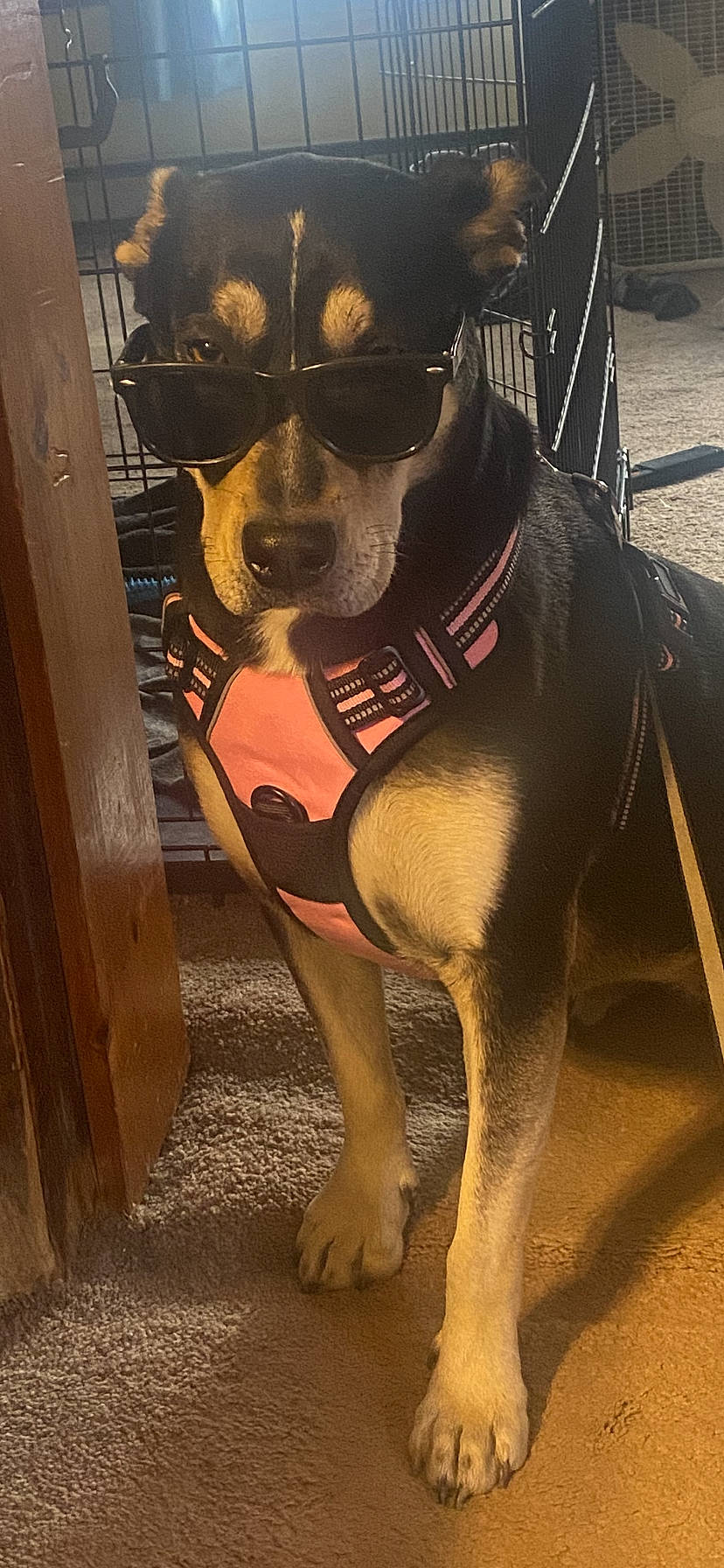 Zelda is registered to the contest to win money with this photo: canidae, carnivore, collar, companion_dog, dog, dog_breed, dog_collar, dog_supply, fawn, flooring, fur, guard_dog, pet_supply, snout, sporting_group, terrestrial_animal, toy_dog, whiskers, working_animal, working_dog