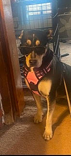 Zelda joined the competition — help win amazing prizes! canidae, carnivore, companion_dog, dog, dog_breed, dog_supply, fawn, floor, flooring, fur, giant_dog_breed, guard_dog, hardwood, king_shepherd, snout, sporting_group, terrestrial_animal, wood, working_animal, working_dog