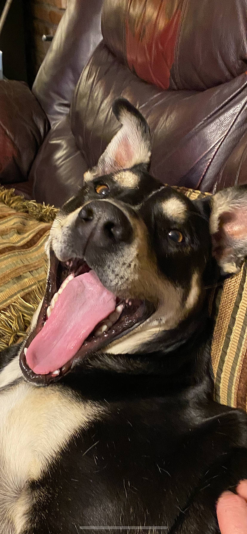 Zelda joined the competition — help win amazing prizes! canidae, carnivore, collar, comfort, companion_dog, dog, dog_breed, ear, east_european_shepherd, fawn, fur, german_shepherd_dog, guard_dog, herding_dog, jaw, king_shepherd, snout, sporting_group, whiskers, working_animal