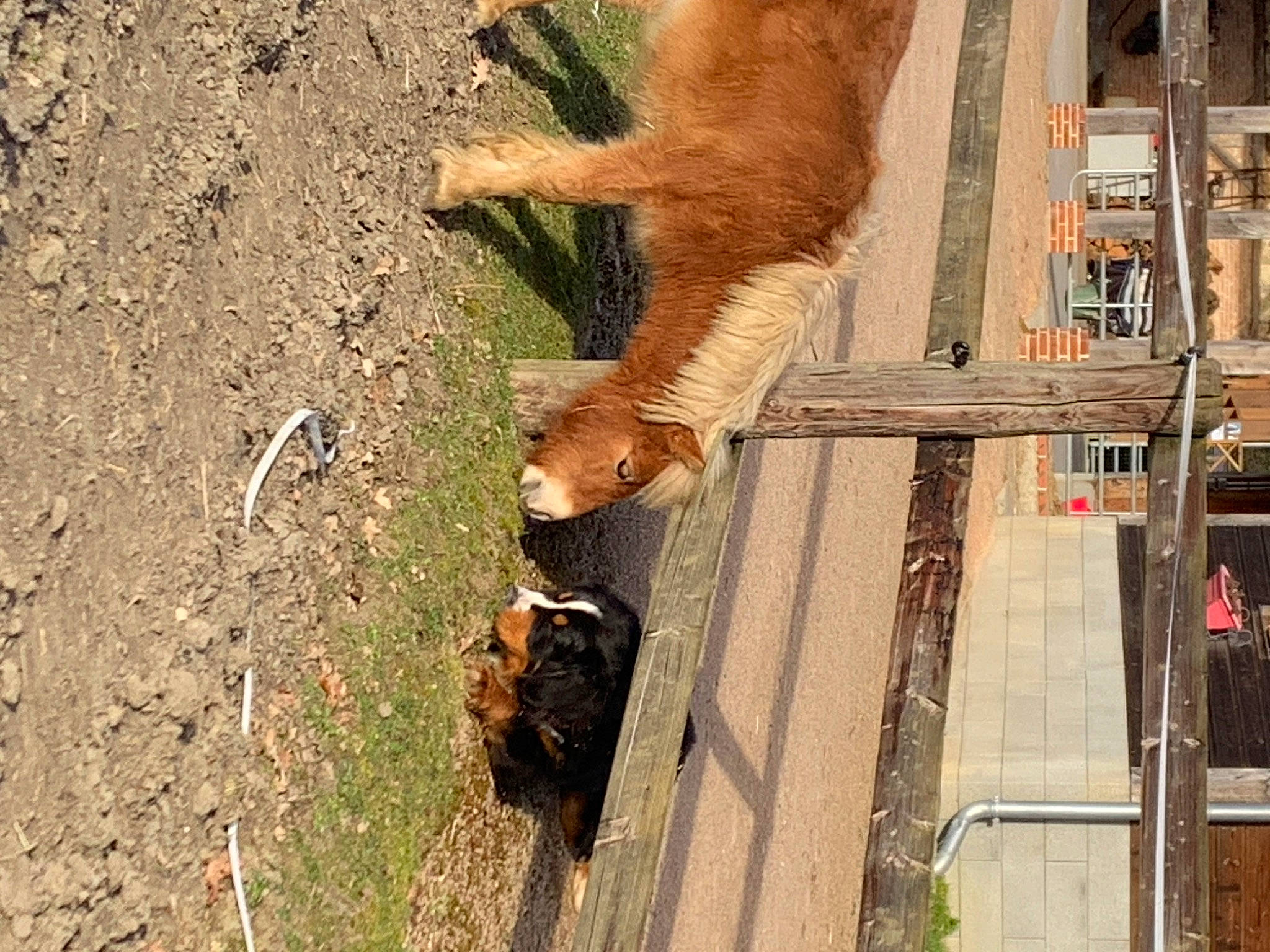 Scott a rejoint le concours — aidez-le/la à gagner de superbes lots ! building, canidae, carnivore, dog_breed, fawn, felidae, fur, plant, shadow, small_to_medium_sized_cats, snout, soil, sporting_group, tail, terrestrial_animal, tree, trunk, wildlife, window, wood