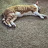 Cyrus is registered to the contest to win money with this photo: carpet, cat, cozy, cushion, feline, floor, ginger_cat, home, indoor, lying_down, orange_fur, paws, pet, relaxed, sleeping, striped_fur, tail, whiskers, white_cat, white_fur