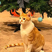 Cyrus joined the competition — help win amazing prizes! animal, bow, carpet, cat, christmas, christmas_tree, eyes, feline, festive, fur, holiday, indoor, orange_cat, ornaments, pet, portrait, reindeer, sitting, whiskers, white_cat