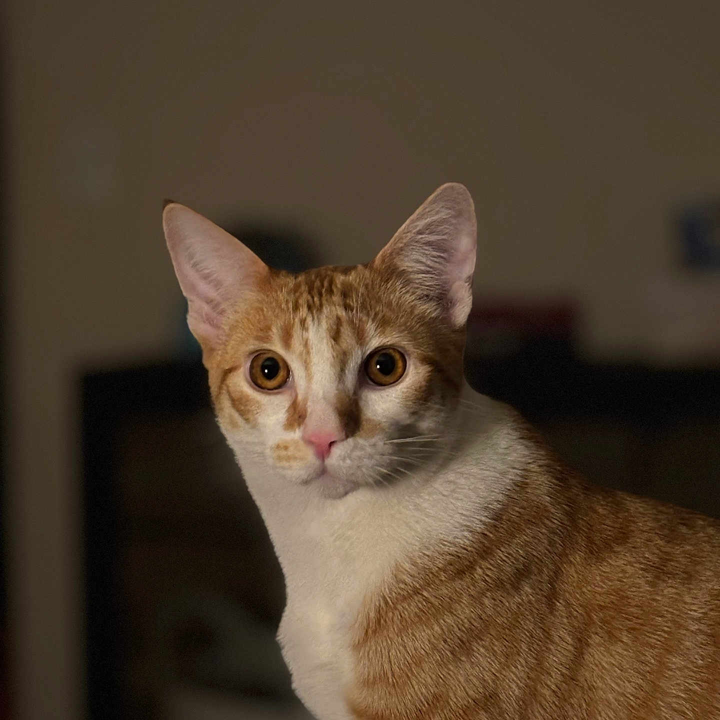 Cyrus