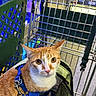 Cyrus joined the competition — help win amazing prizes! animal, aquarium, blue_harness, cat, fish_display, funny_pet, grocery_store, harness, indoor, metal_cart, orange_cat, pet, portrait, shopping, shopping_cart, sitting, store, tabby, white_cat, wide_eyed