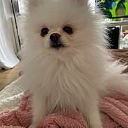 Happy participe au concours pour gagner de l'argent avec cette photo : dog, pomeranian, white_fur, fluffy, pet, indoor, blanket, cozy, cute, small_dog, fur, animal, domestic_animal, living_room, curious, soft_light, television, furniture, carpet, ears