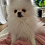 dog, pomeranian, white_fur, fluffy, pet, indoor, blanket, cozy, cute, small_dog, fur, animal, domestic_animal, living_room, curious, soft_light, television, furniture, carpet, ears