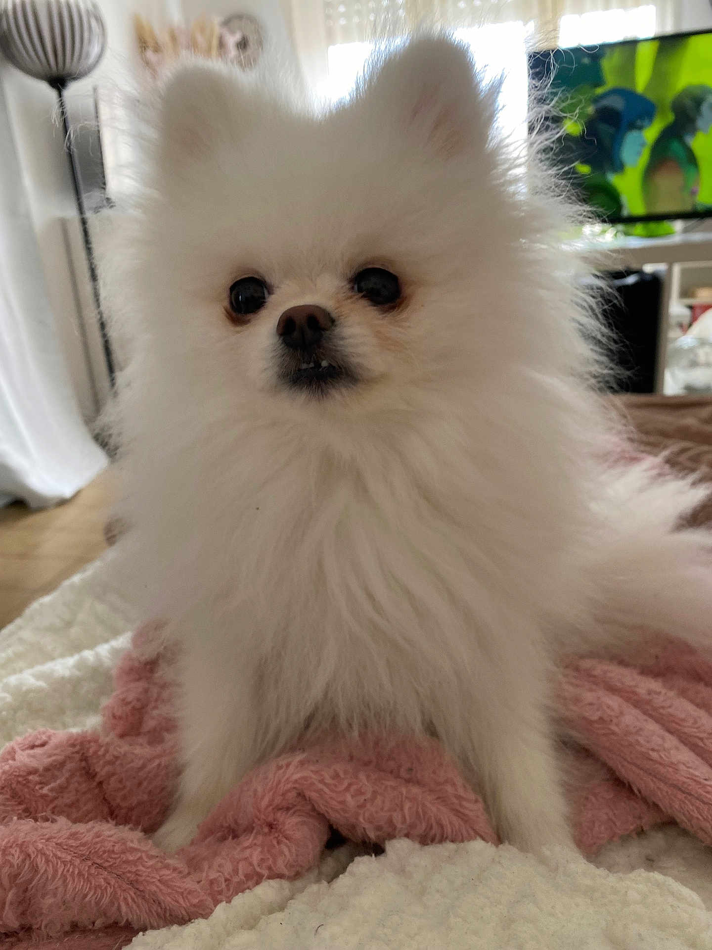 Happy participe au concours pour gagner de l'argent avec cette photo : dog, pomeranian, white_fur, fluffy, pet, indoor, blanket, cozy, cute, small_dog, fur, animal, domestic_animal, living_room, curious, soft_light, television, furniture, carpet, ears