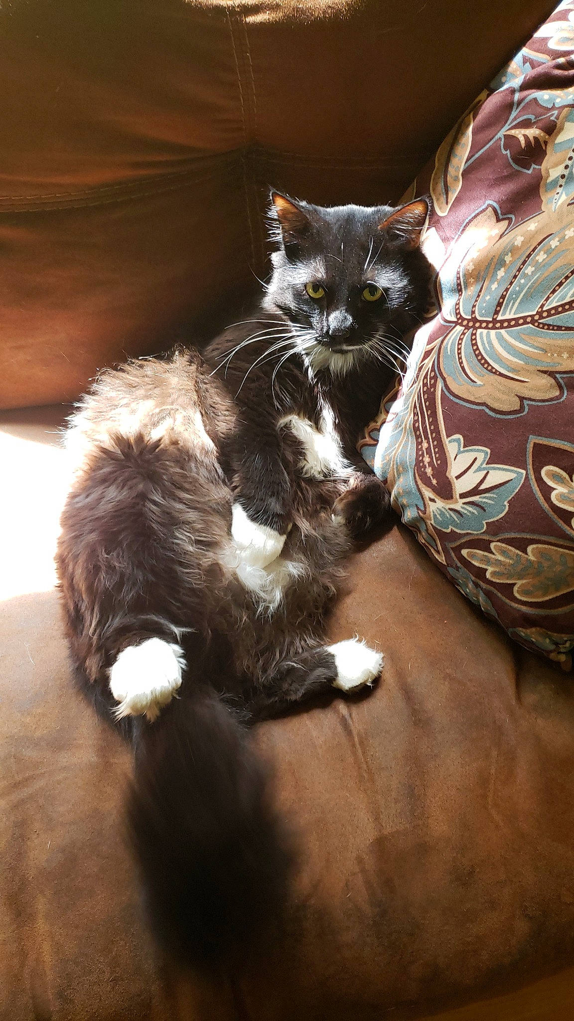 Buckk is registered to the contest to win money with this photo: carnivore, cat, domestic_long_haired_cat, ear, european_shorthair, felidae, fur, kitten, mammal, norwegian_forest_cat, sitting, small_to_medium_sized_cats, tail, whiskers