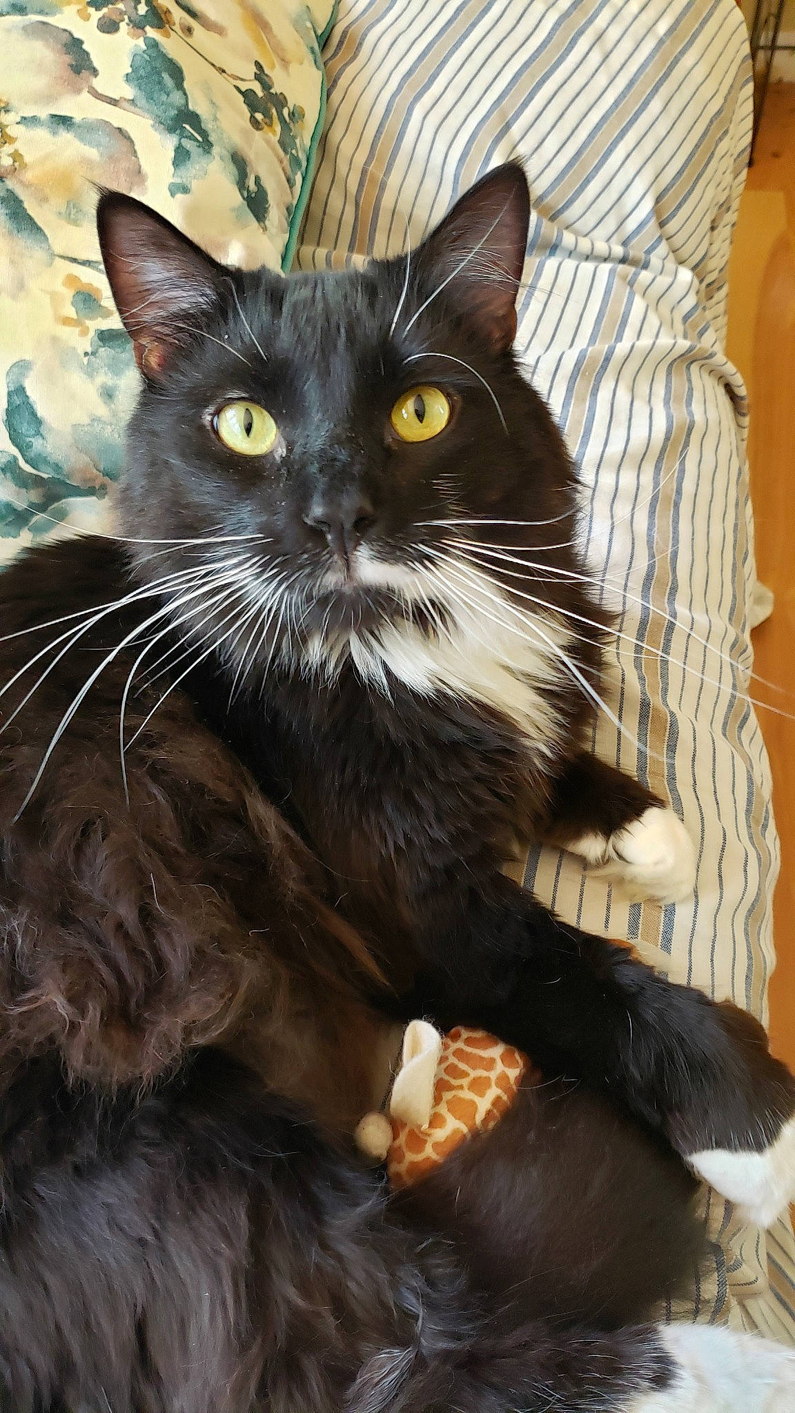 Buckk is registered to the contest to win money with this photo: asian, black_cat, bombay, carnivore, cat, claw, domestic_long_haired_cat, domestic_short_haired_cat, european_shorthair, felidae, german_rex, havana_brown, kitten, maine_coon, mammal, oriental_longhair, small_to_medium_sized_cats, vertebrate, whiskers