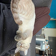 Casper joined the competition — help win amazing prizes! cat, sleeping, lap, person, sofa, indoor, home, cozy, fur, relaxing, feline, resting, brown_pants, gray_sofa, carpet, wood_floor, kitchen, cabinet, table, casual