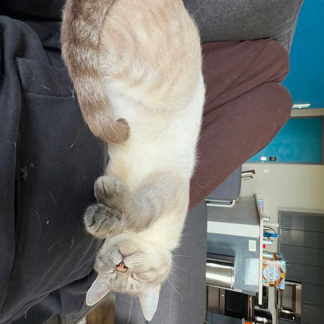 Casper joined the competition — help win amazing prizes! cat, sleeping, lap, person, sofa, indoor, home, cozy, fur, relaxing, feline, resting, brown_pants, gray_sofa, carpet, wood_floor, kitchen, cabinet, table, casual